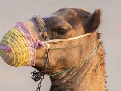 Abu Dhabi Sunset Camel Tour with BBQ Dinner