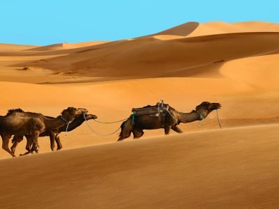 Sunset Red Dune Safari with Camel Ride tour